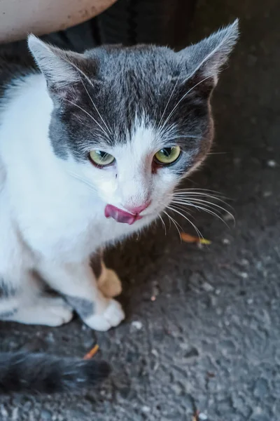 Een Verticaal Shot Van Een Schattige Kleine Kat — Stockfoto