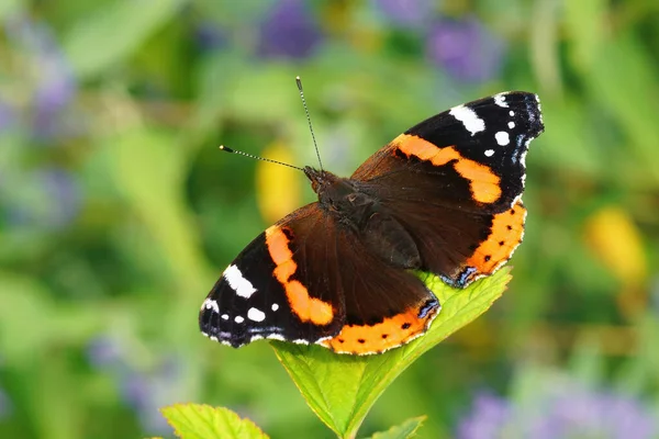 Крупный План Красочной Бабочки Ванессы Аталанты Позирующей Открытыми Крыльями Саду — стоковое фото