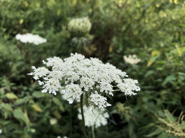 Eine Nahaufnahme Von Ajwain Blume Einem Garten — Stockfoto