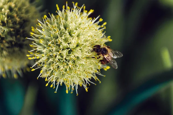 Selektivní Zaměření Včelího Opylení Rozkvetlé Květy Rostliny — Stock fotografie