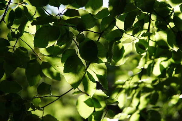 Selektivní Záběr Zelených Listů Pod Slunečním Světlem — Stock fotografie