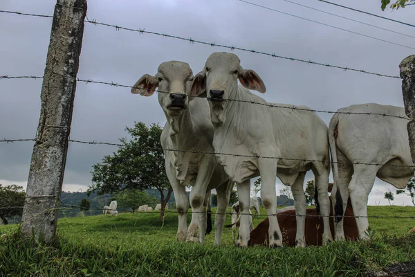 Una Vista Las Vacas Detrás Del Alambre Púas Campo — Foto de Stock