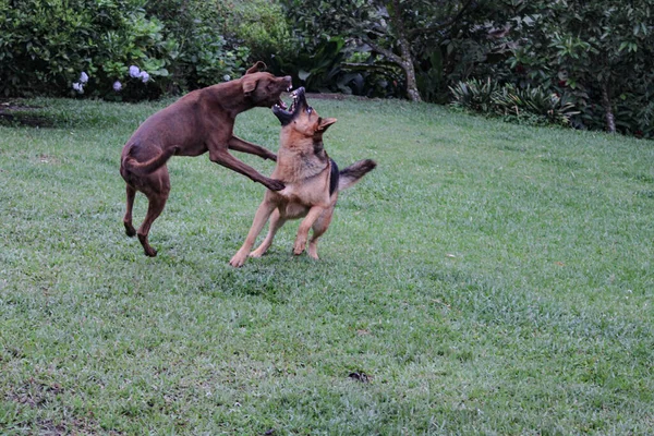 Две Собаки Дерутся Друг Другом Парке — стоковое фото