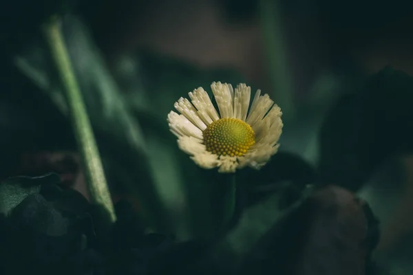 Foco Seletivo Uma Flor Margarida Jardim Contra Fundo Escuro Embaçado — Fotografia de Stock