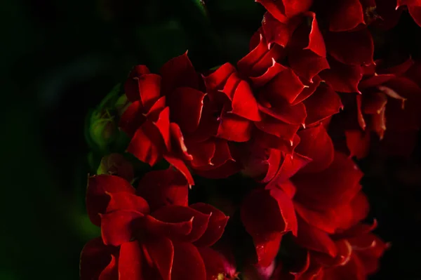 Городі Ростуть Квіти Червоного Пеларгонія Гортор Пеларгонія — стокове фото