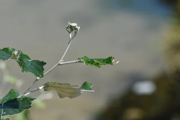 太陽の下で緑の葉を持つ植物の浅い焦点ショット — ストック写真