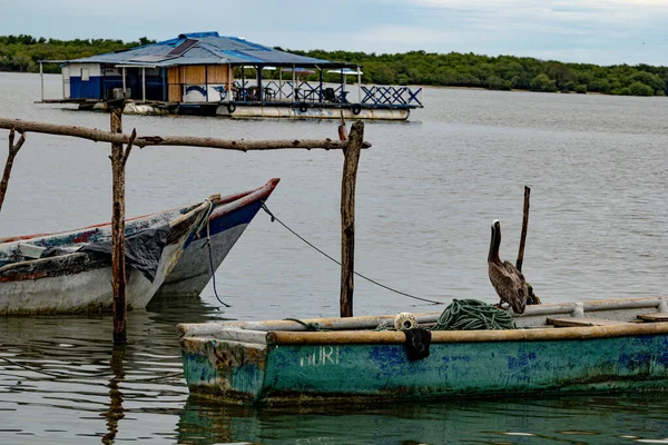 Pelicano Empoleirado Num Velho Barco Enferrujado Junto Lago — Fotografia de Stock