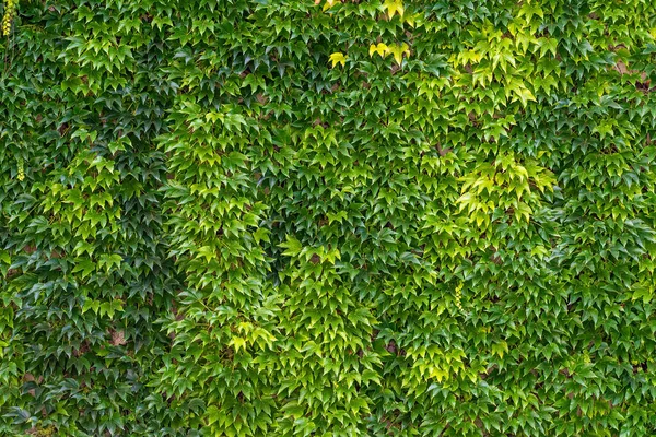 Una Textura Arbusto Verde Vibrante Aire Libre — Foto de Stock