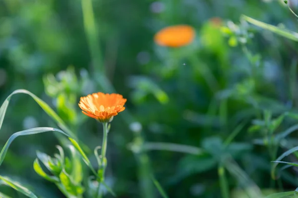 在一个灯火通明的田野里 一张精致的罂粟花的特写照片 — 图库照片