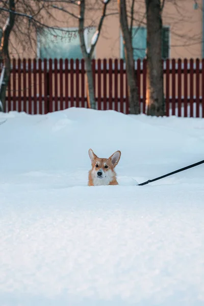 Собака Поводке Торчит Снега — стоковое фото