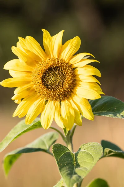 在太阳光中看到一朵鲜艳的向日葵的特写 — 图库照片
