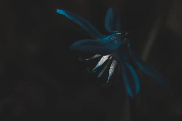 Closeup Shot Blue Alpine Squill Flower Dark Blurry Background — Stock Photo, Image