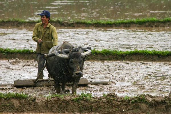 Nang Vietnam Agosto 2021 Homem Com Búfalo Trabalhando Campo Nang — Fotografia de Stock