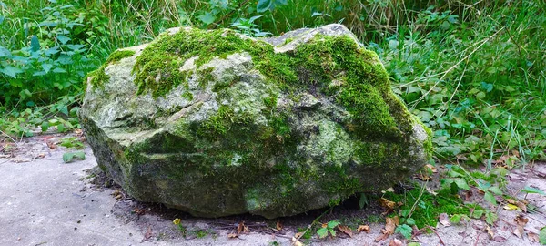 Mossy Velho Enjeitado Chão Pedra Uma Floresta — Fotografia de Stock