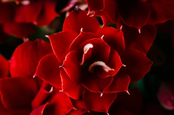 Closeup Shot Bright Red Pelargonium Flowers — Stock Photo, Image