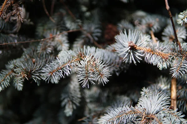 Une Mise Point Sélective Des Branches Épinette Bleue Colorado — Photo