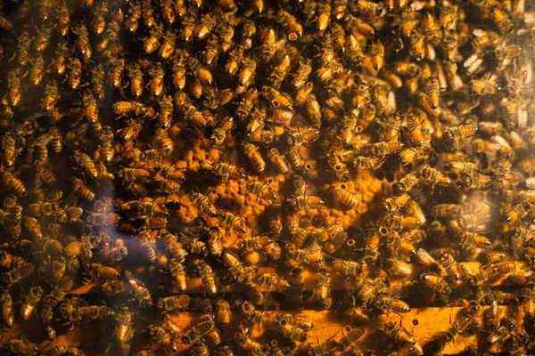 Lawrence Zjednoczone Państwa Wrz 2021 Zbliżenie Wielu Pszczół Ulu Uniwersytecie — Zdjęcie stockowe