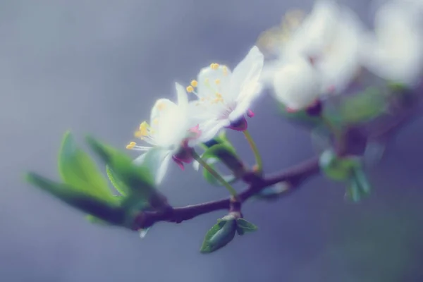 木の小枝に美しい白い花を咲かせます — ストック写真
