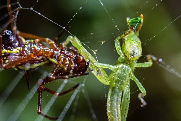 Gros Plan Insectes Piégés Dans Une Toile Araignée — Photo