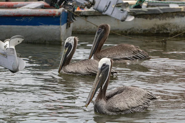 Troupeau Pélicans Bruns Nageant Dans Lac — Photo