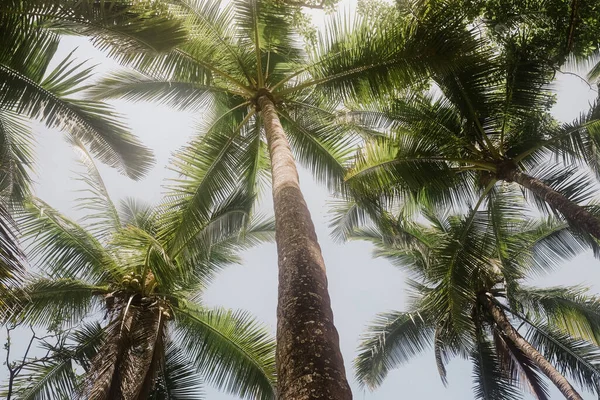 야자나무의 — 스톡 사진