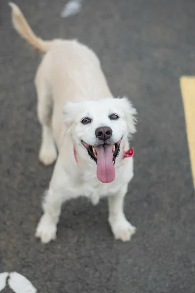 Adorable Chien Domestique Joyeux Avec Collier Boucle Rouge Debout Sur — Photo