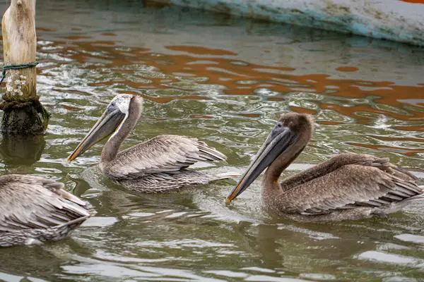 Зграя Коричневих Пеліканів Які Плавають Озері — стокове фото