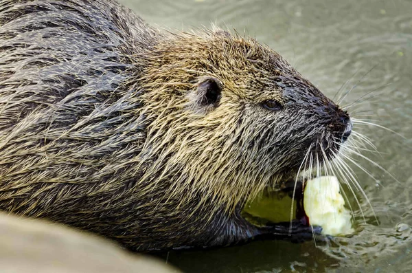 Detailní Záběr Roztomilé Vlhké Coypu Jíst Malý Kus Jablka Vodě — Stock fotografie