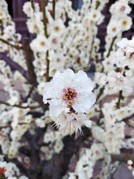 Macro Scatto Della Bellissima Vista Bianca Fiorita Giardino Con Sfondo — Foto Stock