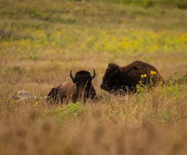 Los Bisontes Campo —  Fotos de Stock