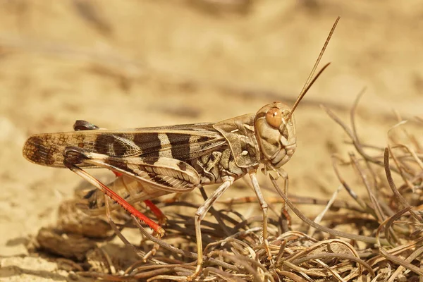 Closeup Red Legged Handsome Cross Grasshopper Oedaleus Decorus Form Gard — Stock Photo, Image