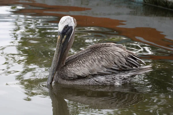 Ein Brauner Pelikan Schwimmt Einem See — Stockfoto