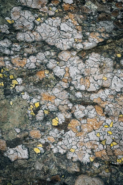 Une Texture Surface Fissurée Avec Des Lichens Jante — Photo