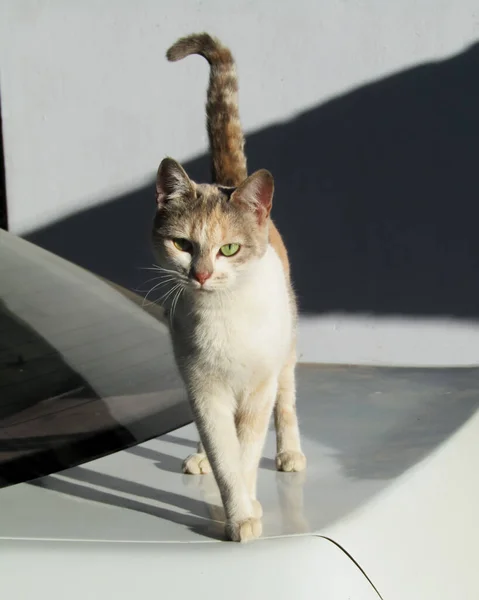 Egy Szelektív Fókuszfelvétel Egy Zöld Szemű Macskáról Aki Egy Autón — Stock Fotó