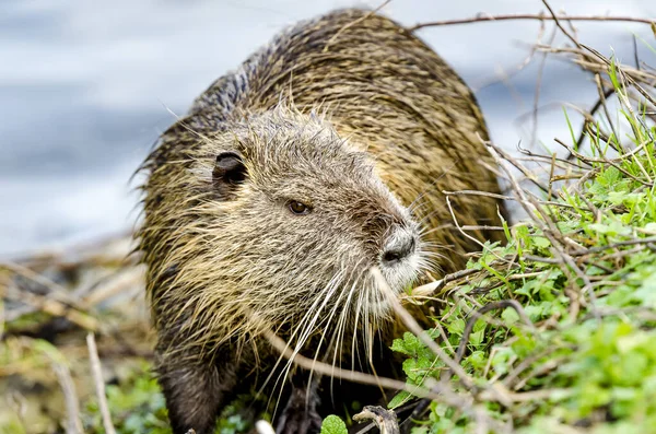 Zbliżenie Ślicznego Mokrego Coypu Chodzącego Stosie Trawy Rozmytym Jeziorem Backgro — Zdjęcie stockowe