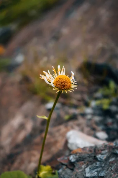 一个有选择的大山片漏掉一半花瓣的焦点 — 图库照片