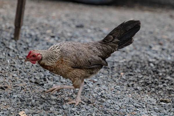 Ένα Οικόσιτο Κοτόπουλο Τρώει Σπόρους — Φωτογραφία Αρχείου