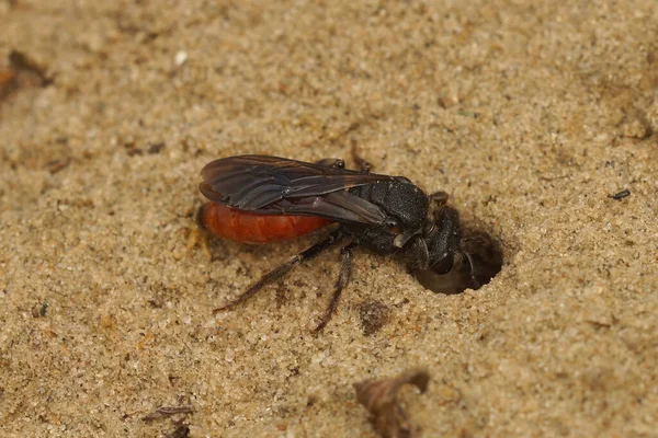 Gros Plan Sur Une Abeille Femelle Lèvres Blanches Sphecodes Albilabris — Photo