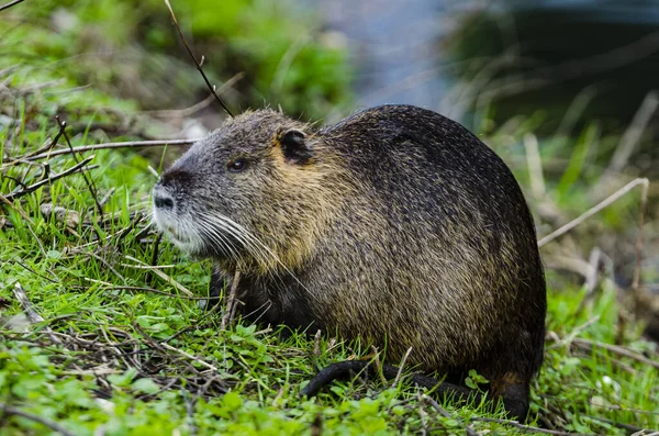 Detailní Záběr Roztomilé Coypu Stojící Místě Mokré Trávy Venku — Stock fotografie