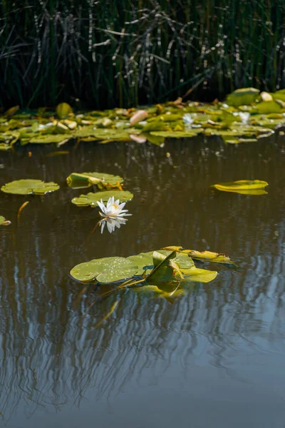 Uma Bela Lagoa Com Lírios Água — Fotografia de Stock