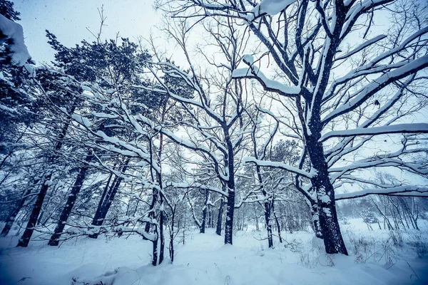 Прекрасний Вид Вічнозелені Дерева Вкриті Білим Товстим Снігом Лісі Взимку — стокове фото