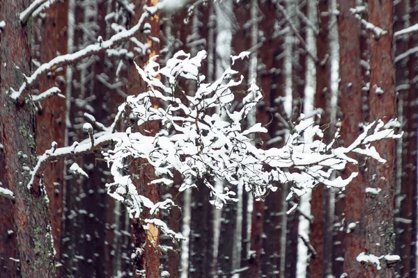 Çıplak Ağaç Dalları Kışın Ormanda Beyaz Karla Kaplı — Stok fotoğraf