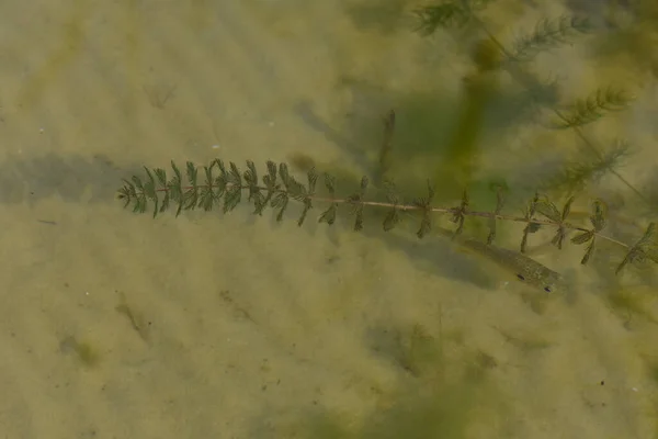 Крупним Планом Маленька Риба Плаває Озері Під Сонцем — стокове фото