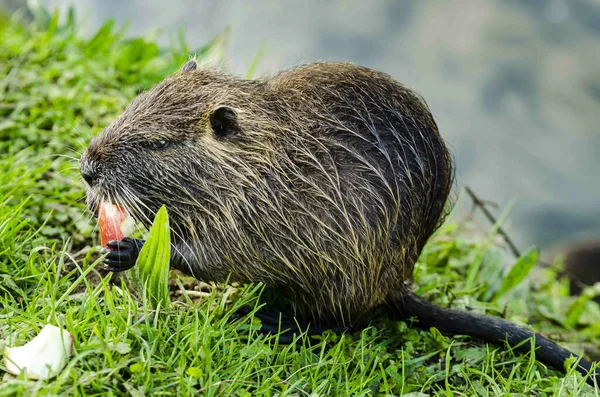 Eine Nahaufnahme Eines Niedlichen Nassen Koypu Tieres Das Früchte Freien — Stockfoto