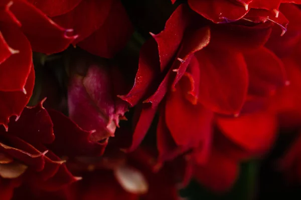 Closeup Shot Bright Red Pelargonium Flowers — Stock Photo, Image