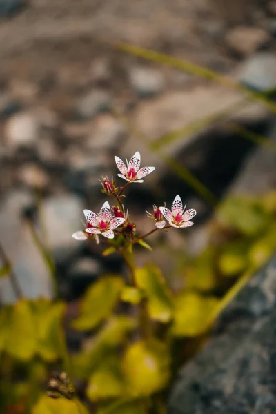 野生で開花した小さな白い花の選択的な焦点 — ストック写真