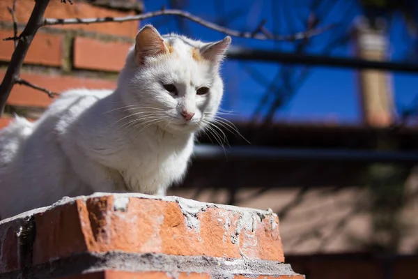 赤レンガの壁に白い猫の選択的な閉鎖 — ストック写真