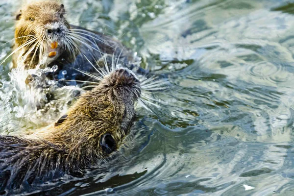 Gros Plan Coypus Pelucheux Nageant Dans Les Eaux Bleues Claires — Photo