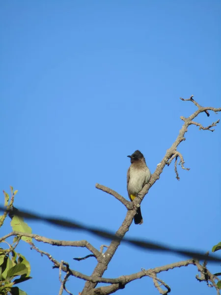 Tiro Vertical Bulbul Escuro Tampado Empoleirado Ramo — Fotografia de Stock