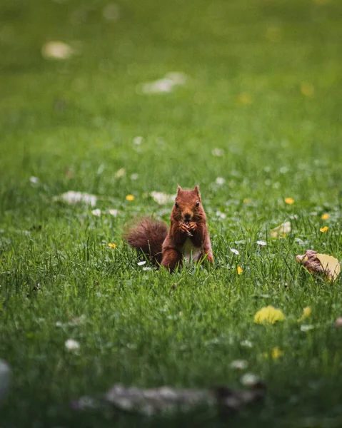 Small Squirrel Park — Stock Photo, Image